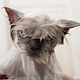 Illustration for article titled Cat Names, Scientifically Ranked